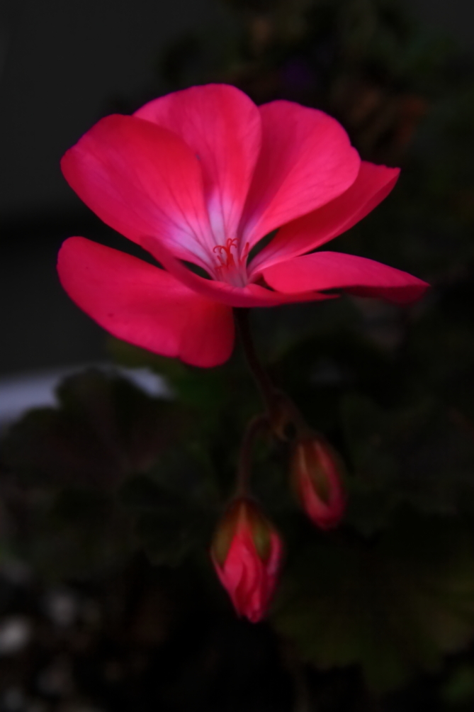 2011 12 02 2646